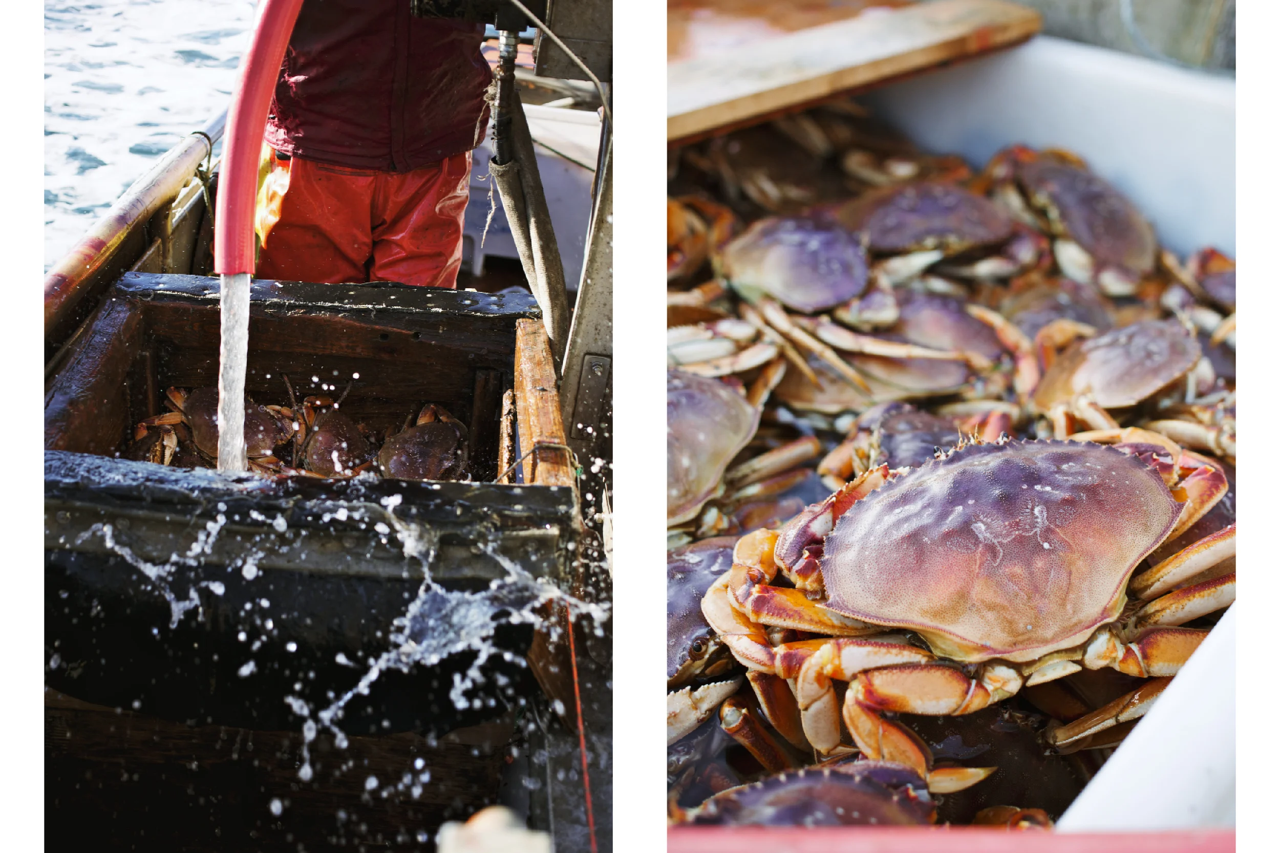 Crabbing12.jpg