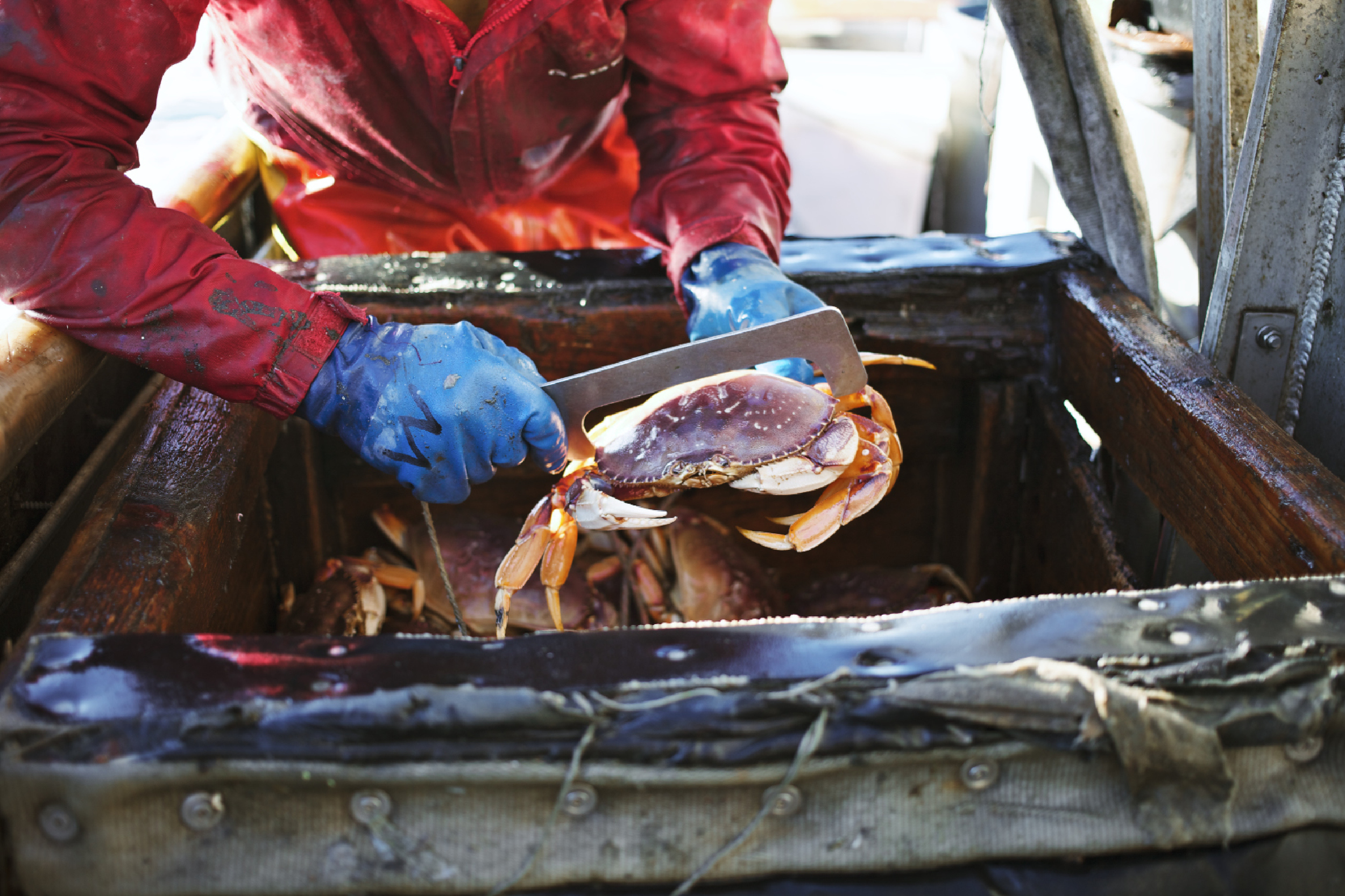 Crabbing13.jpg