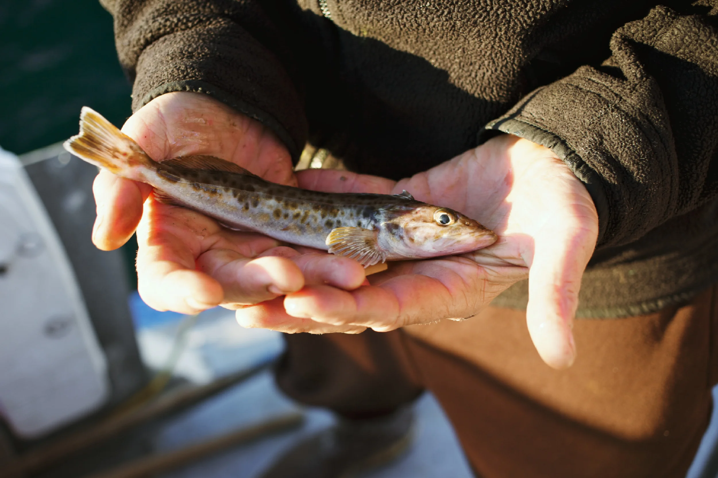 Crabbing17.jpg