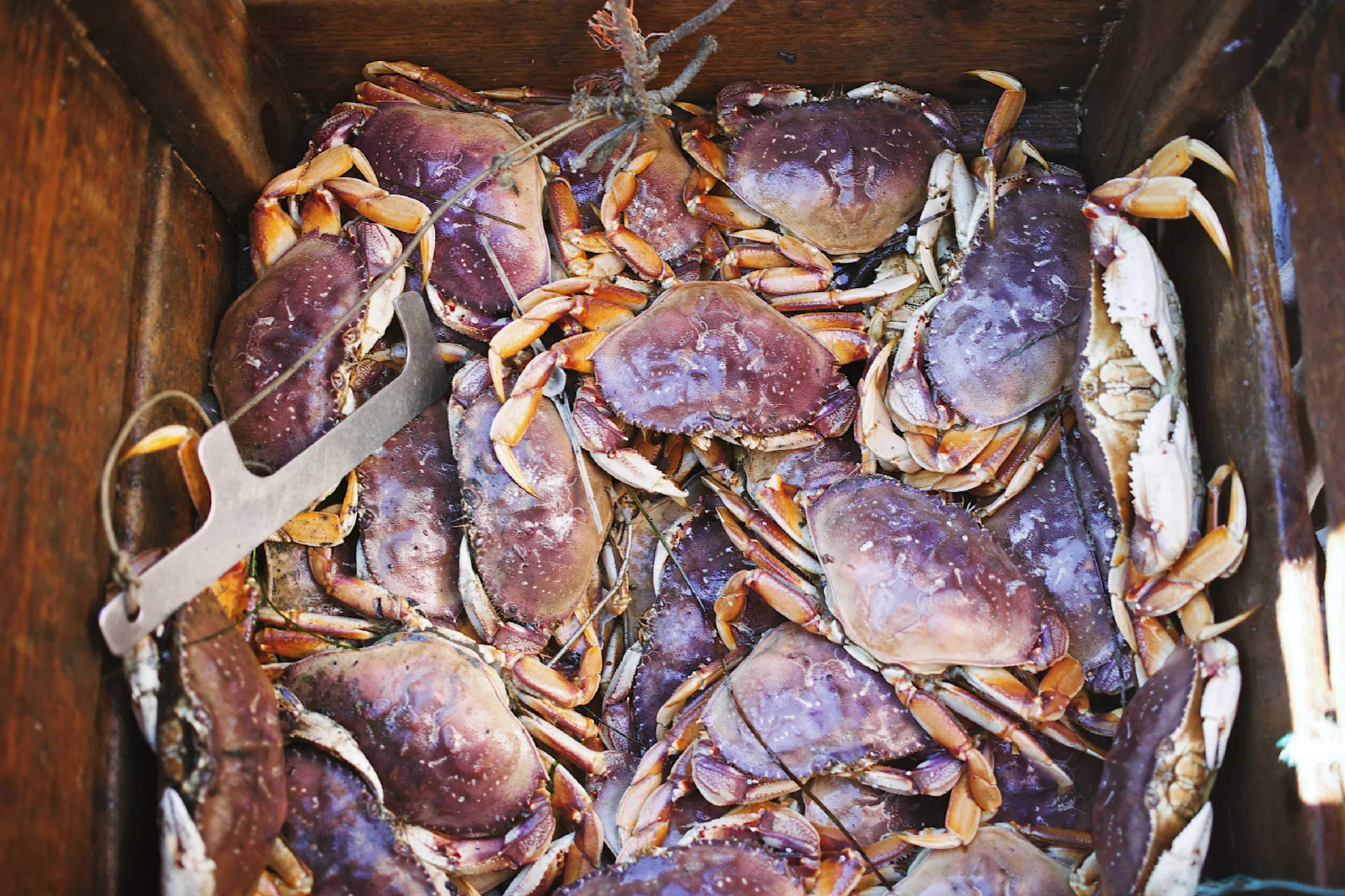 Crabbing19.jpg