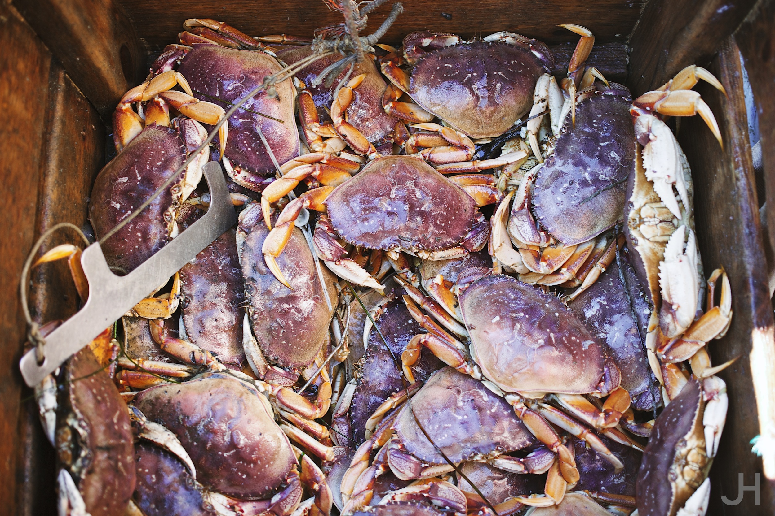 dungencrab-30.jpg