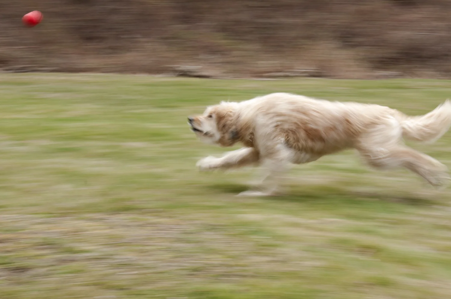 the chase