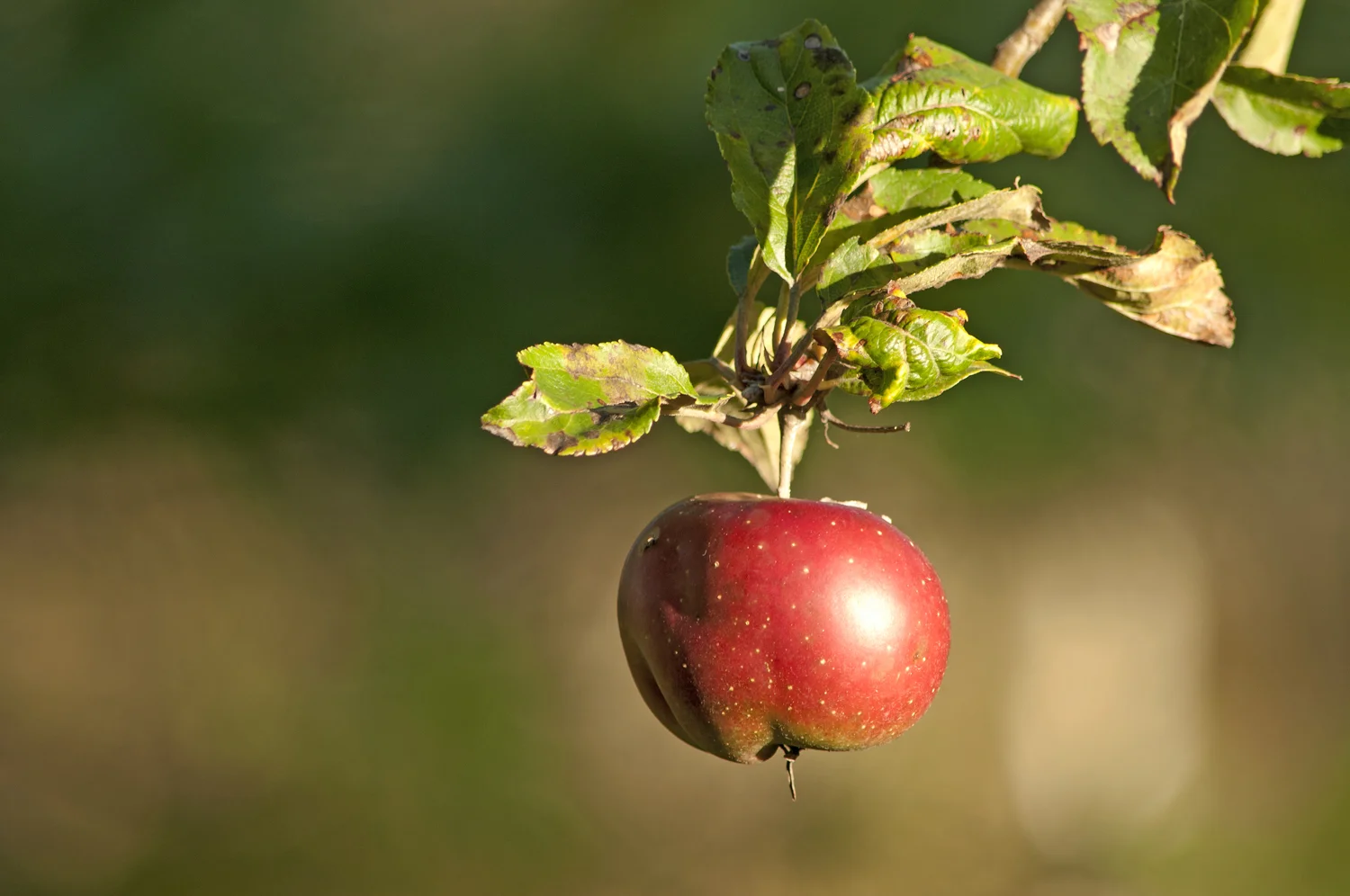 apple.jpg