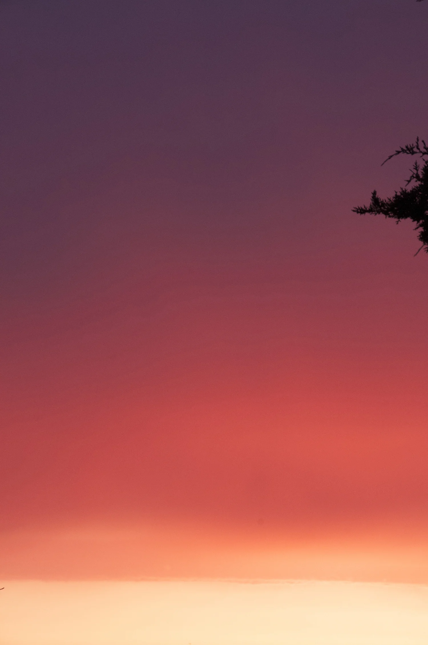 magenta sky 72DPI.jpg