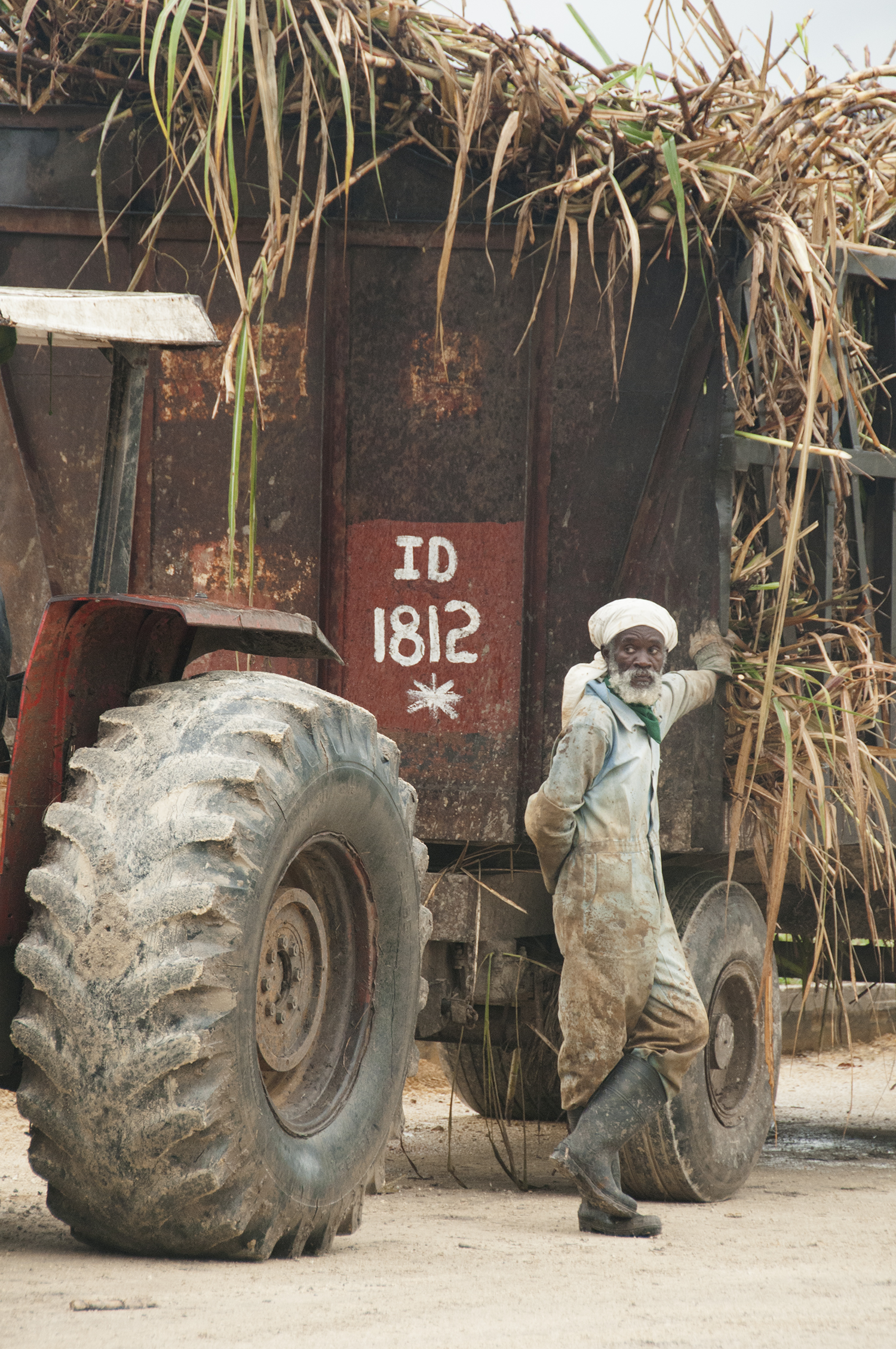Cane fields worker72dp.jpg