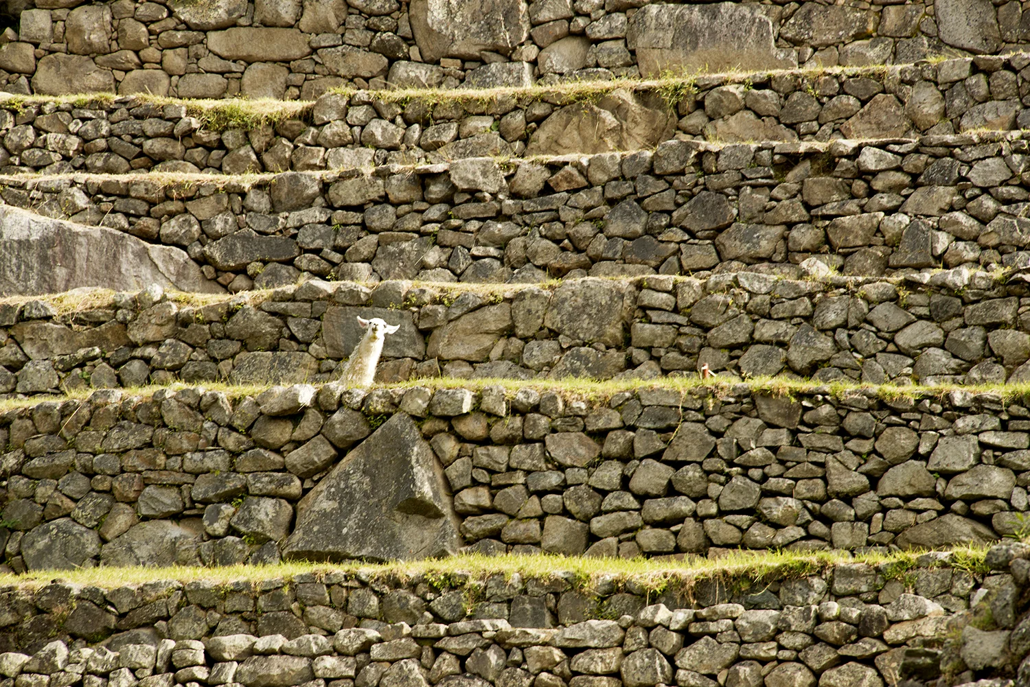 rows, angles and the llama