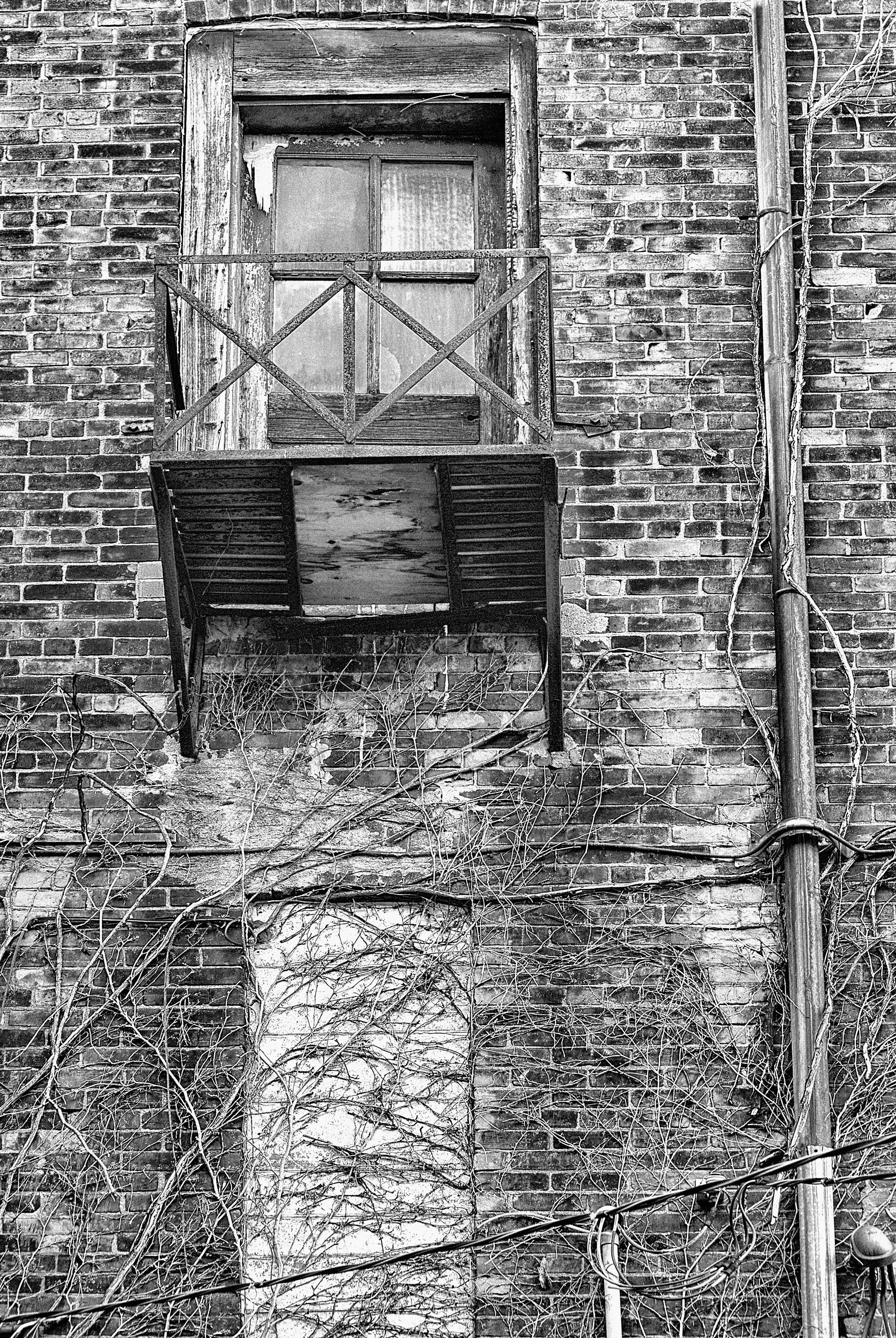 Windows and Vines
