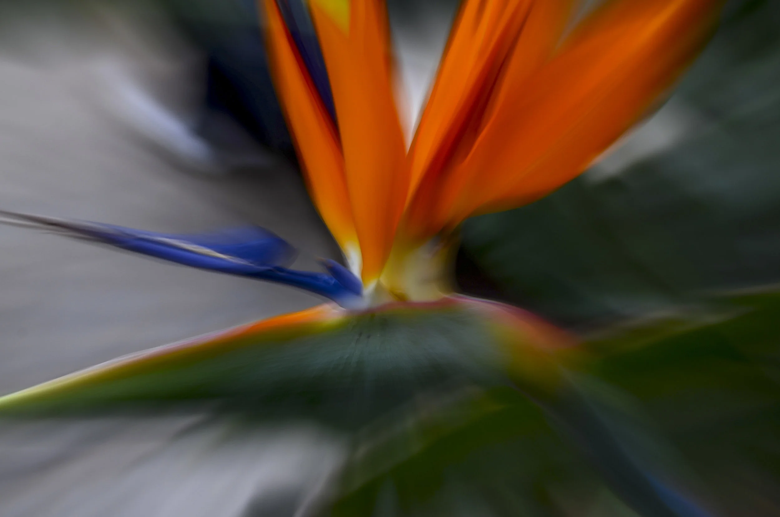 Bird of Paradise # 2