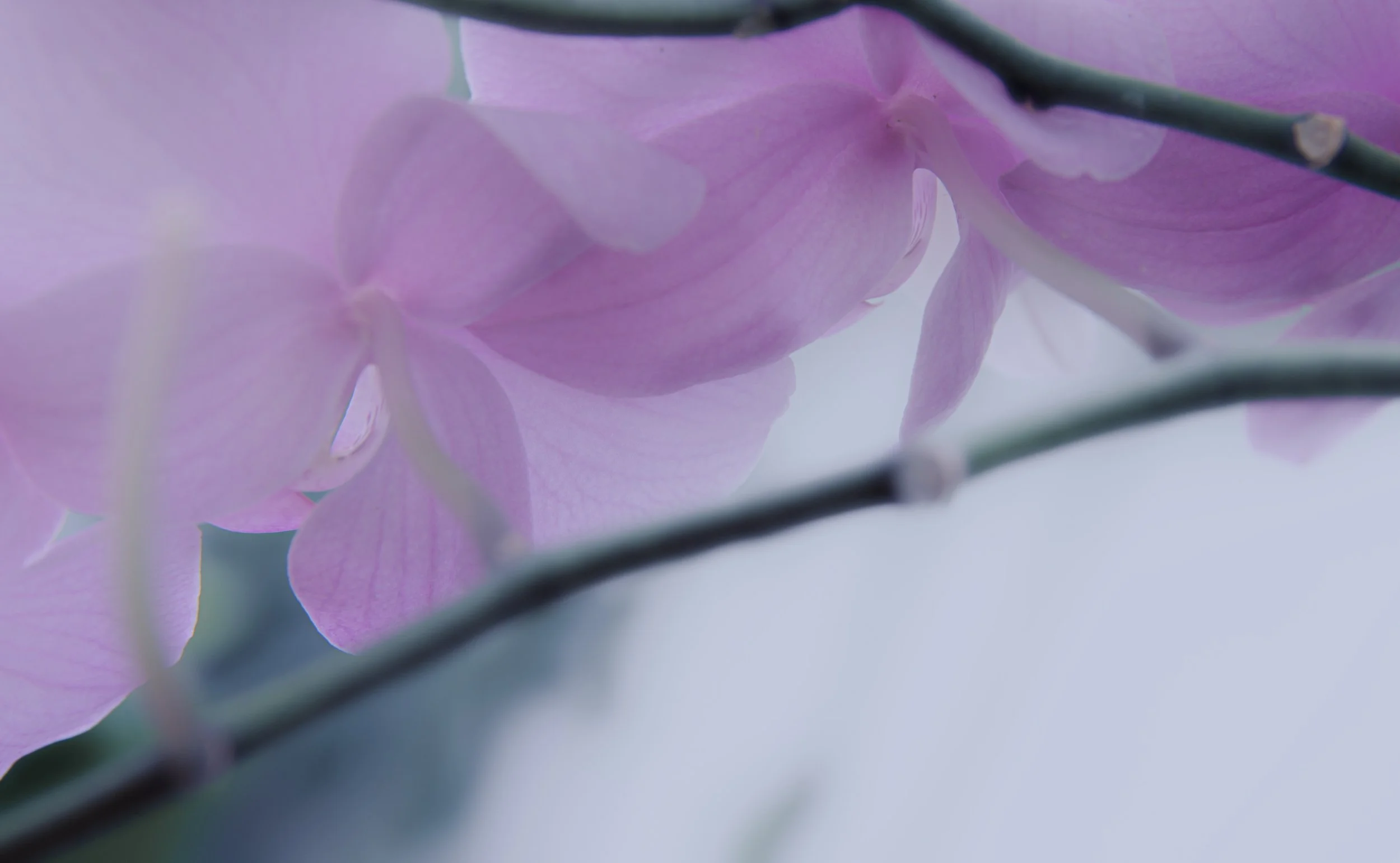 Purple Orchids.jpg
