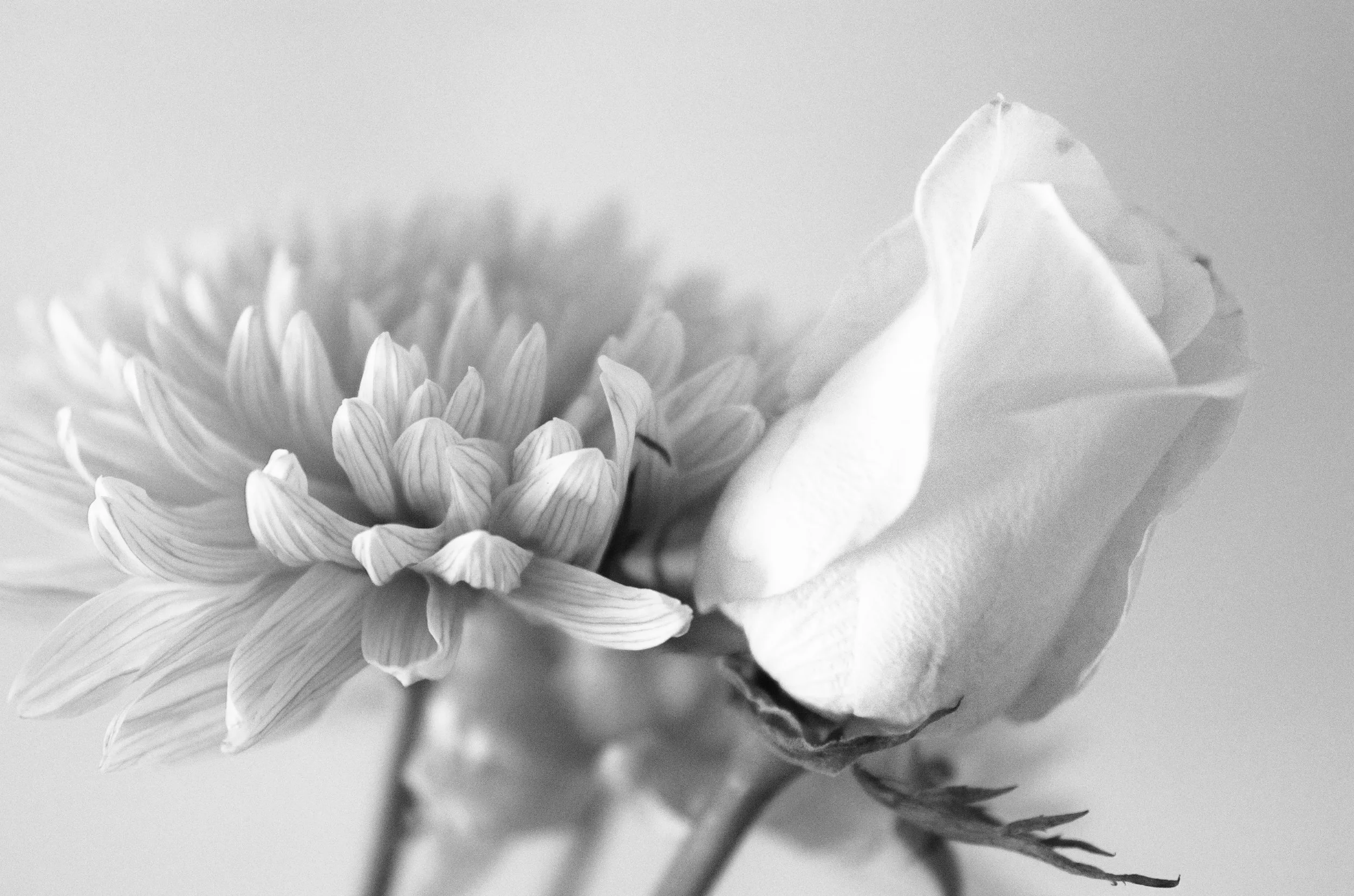 Monocgomatic Flowers.jpg
