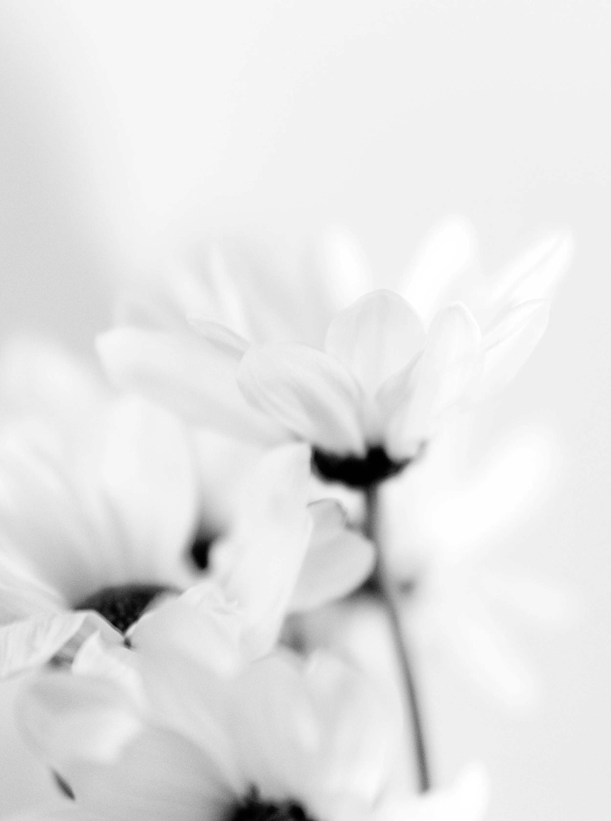 Flowers In White.jpg