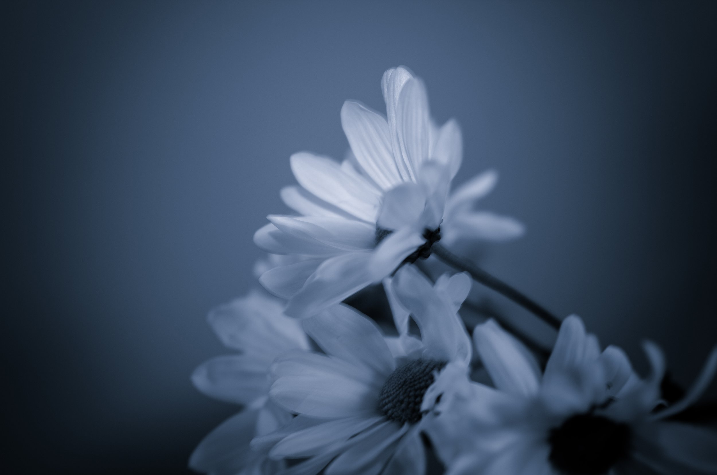 Dasies In Blue.jpg