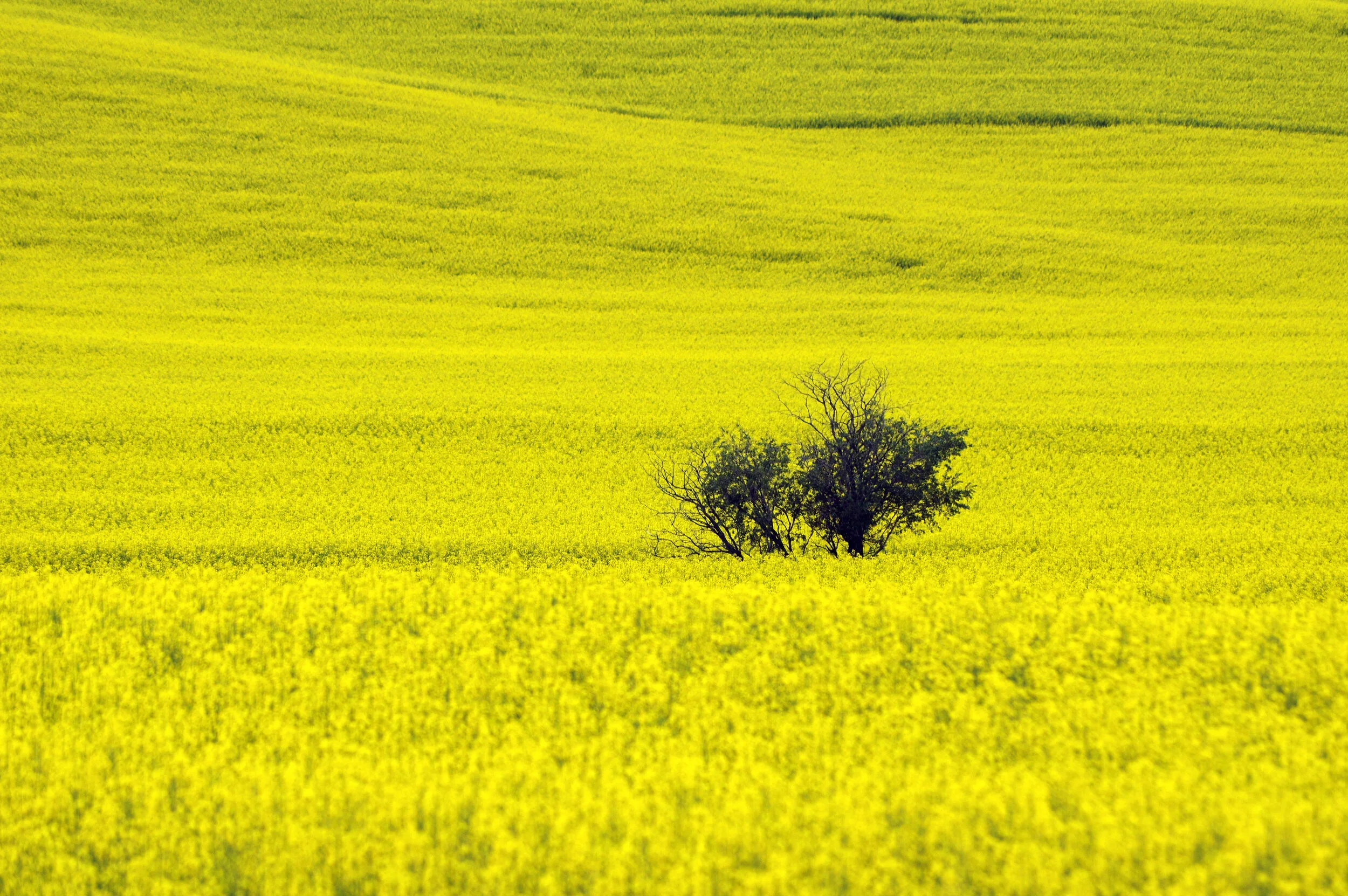 Canola Tree....