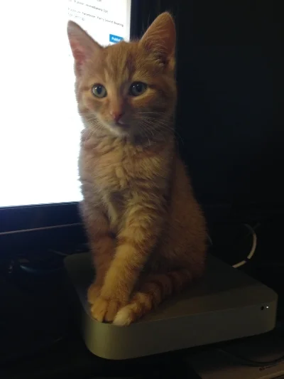 He is an Apple/Mac cat as he found a nice spot on my dad's Mac Mini to perch on when were home a month ago.