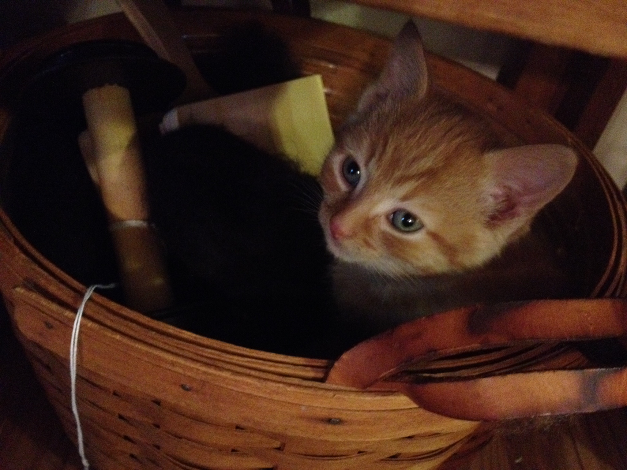 Circa October 2013 - Jack weighed about 1lb.
