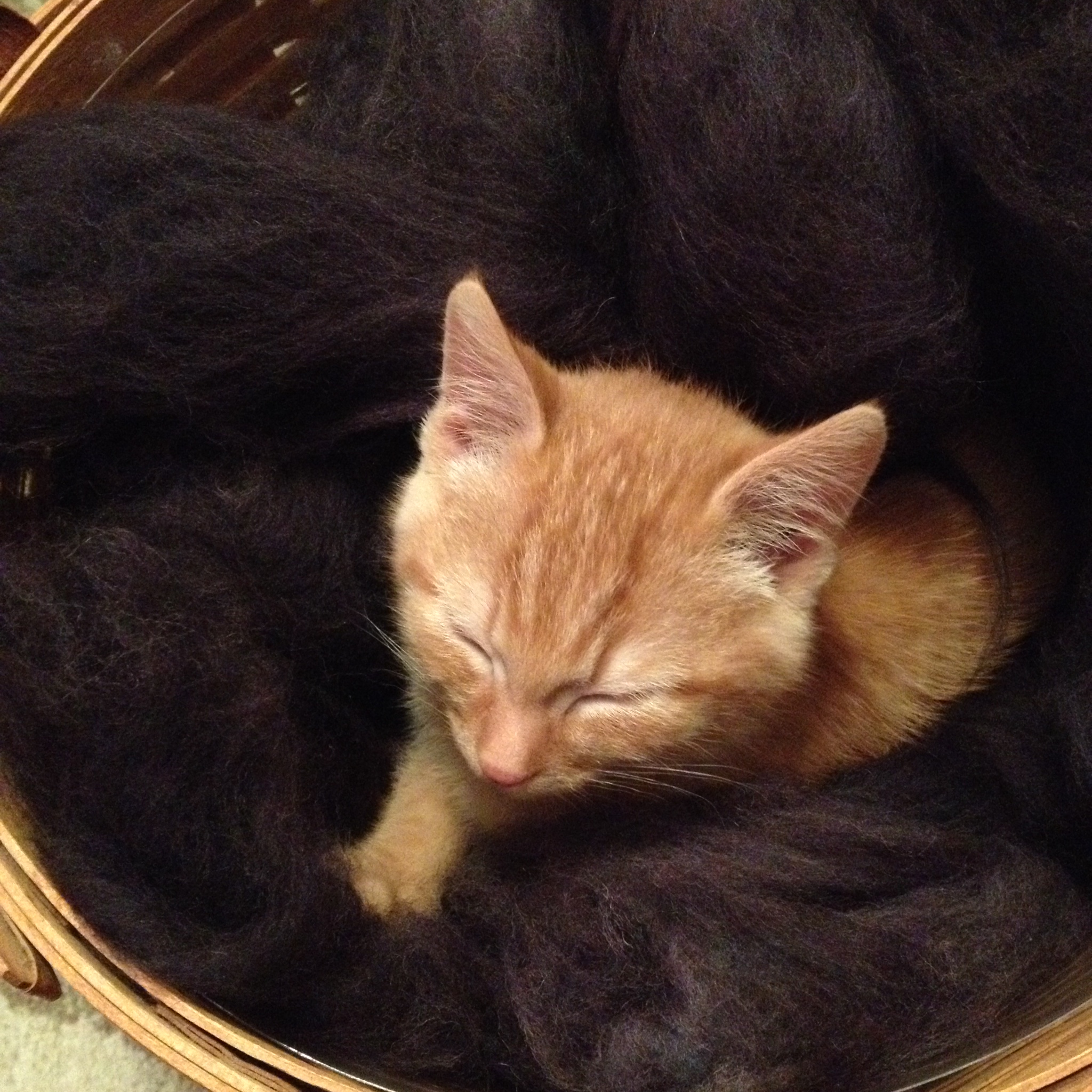 Early December 2013 - Jack weighed in around 2.5 lbs.