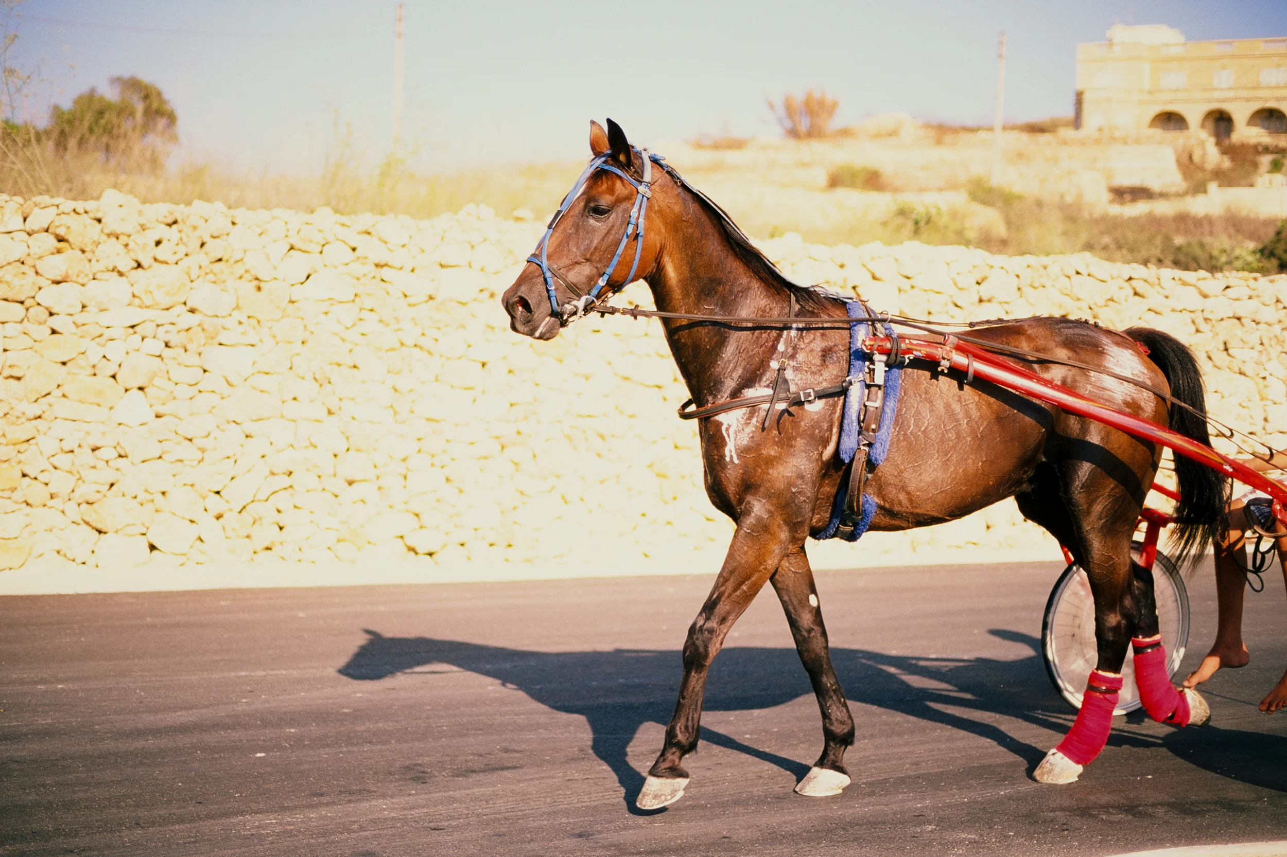 33Gozo_2013.jpg