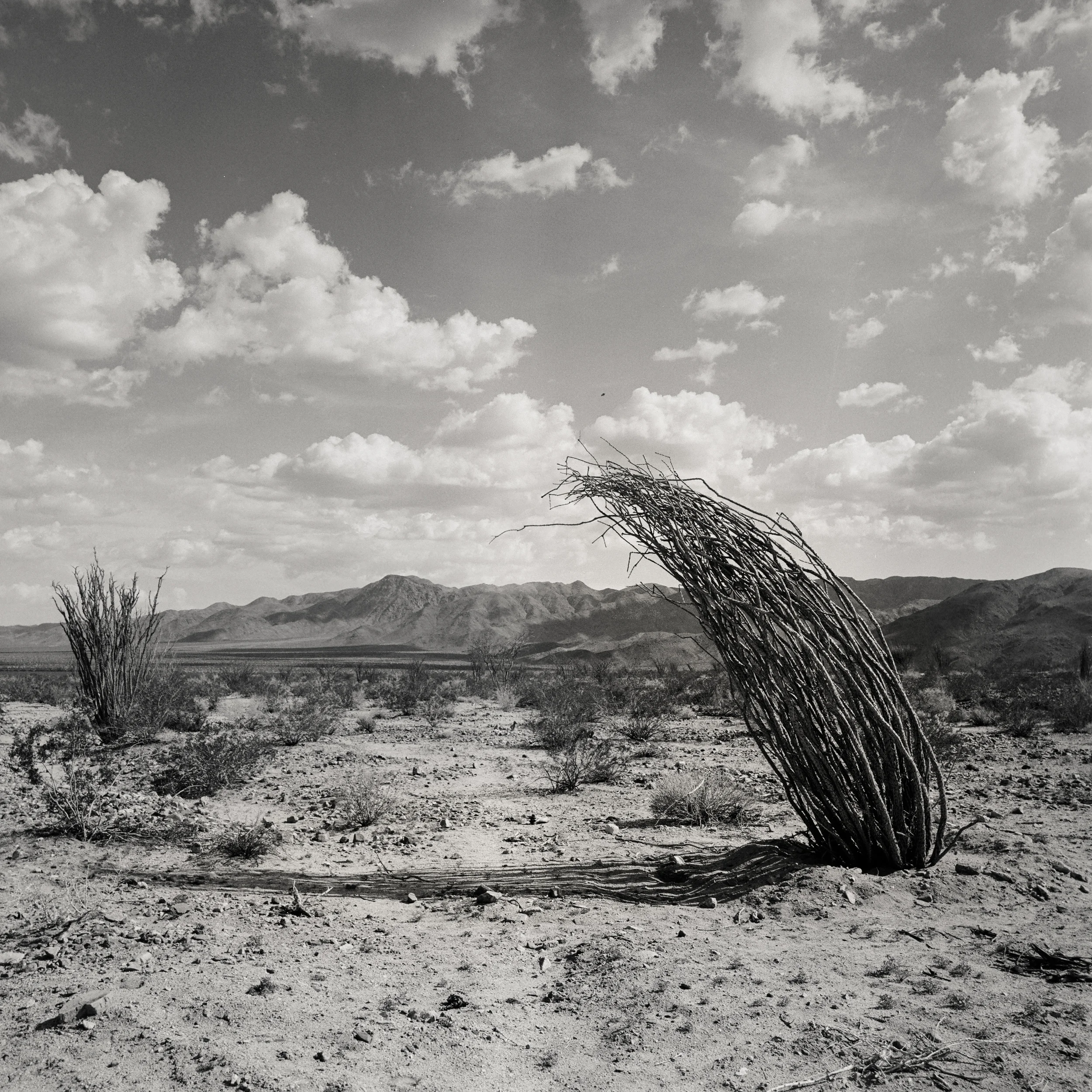 OcotilloFriends_JoshuaTree_2015.jpg