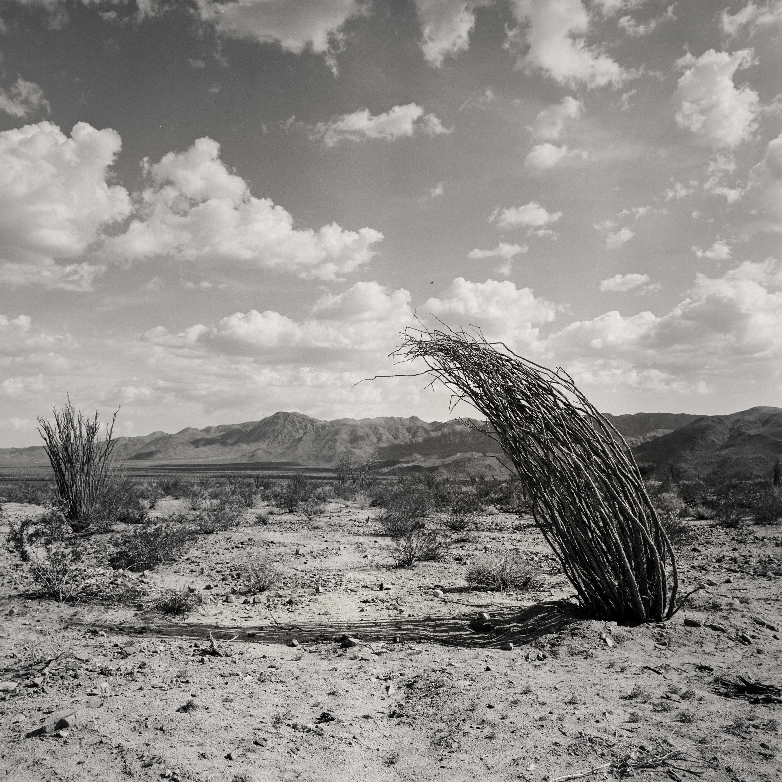 02_Ocotillo.jpg