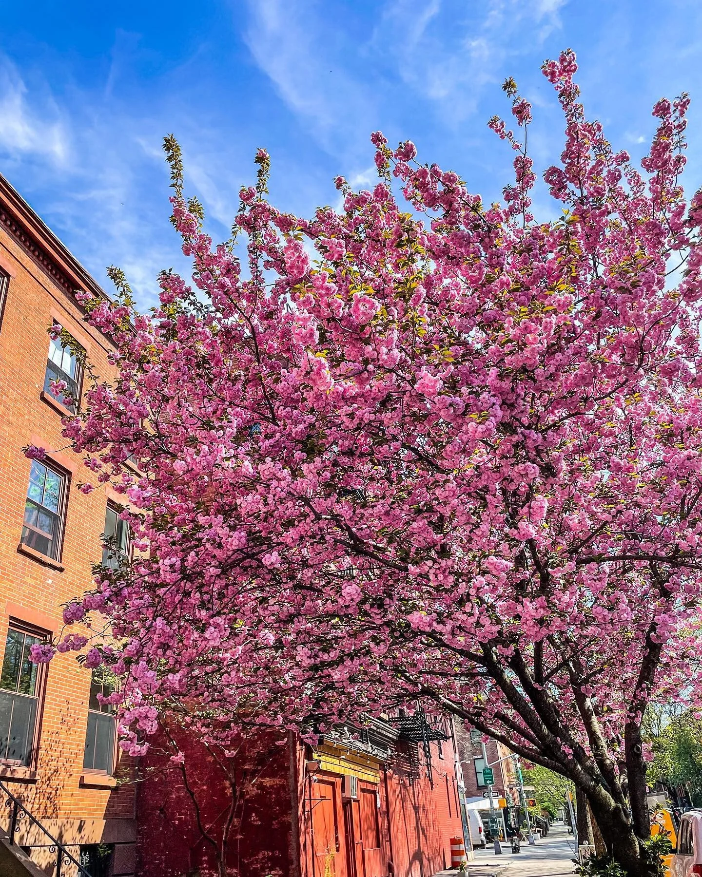 Springtime in Brooklyn #Brooklyn #NY #FtGreene #NYC #blossoms