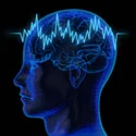 hemibrain.jpg