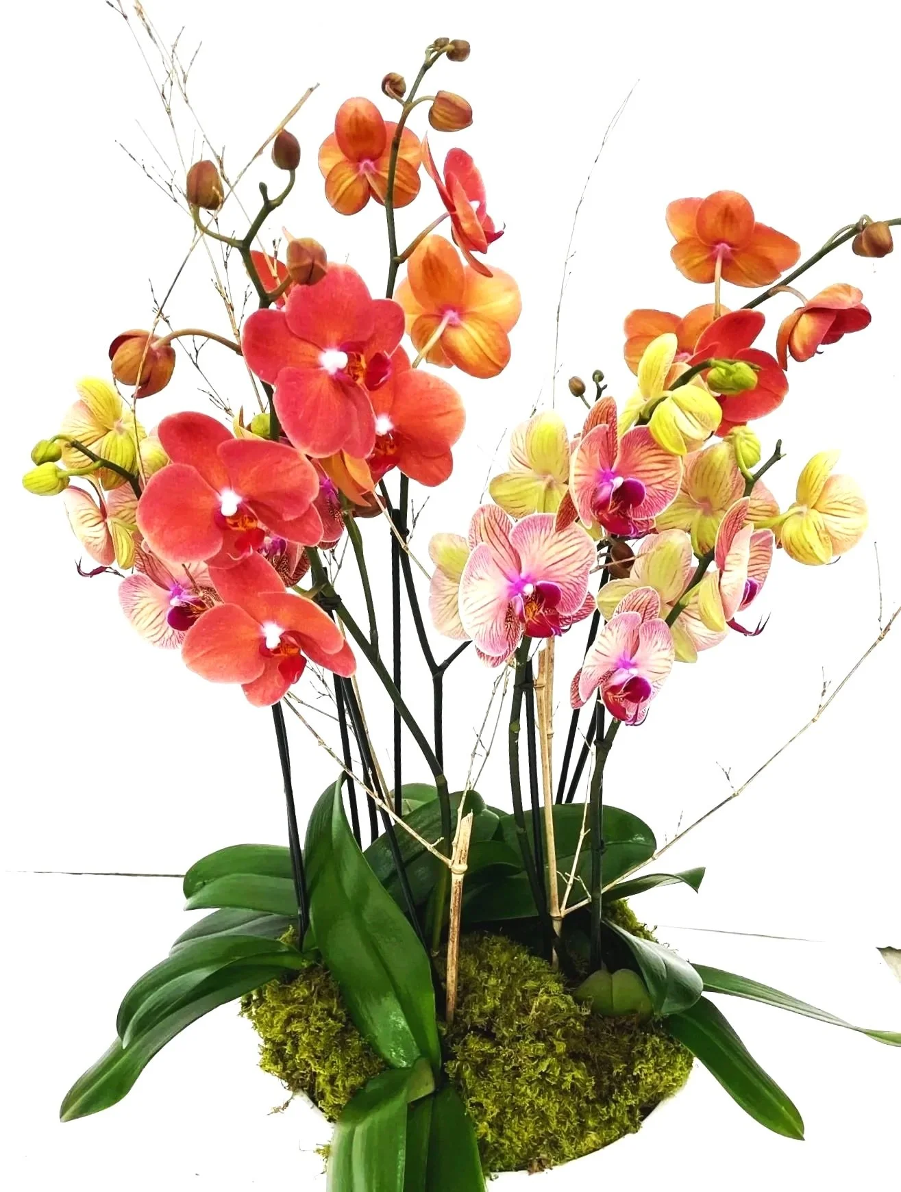 Sango — Coral Radiance