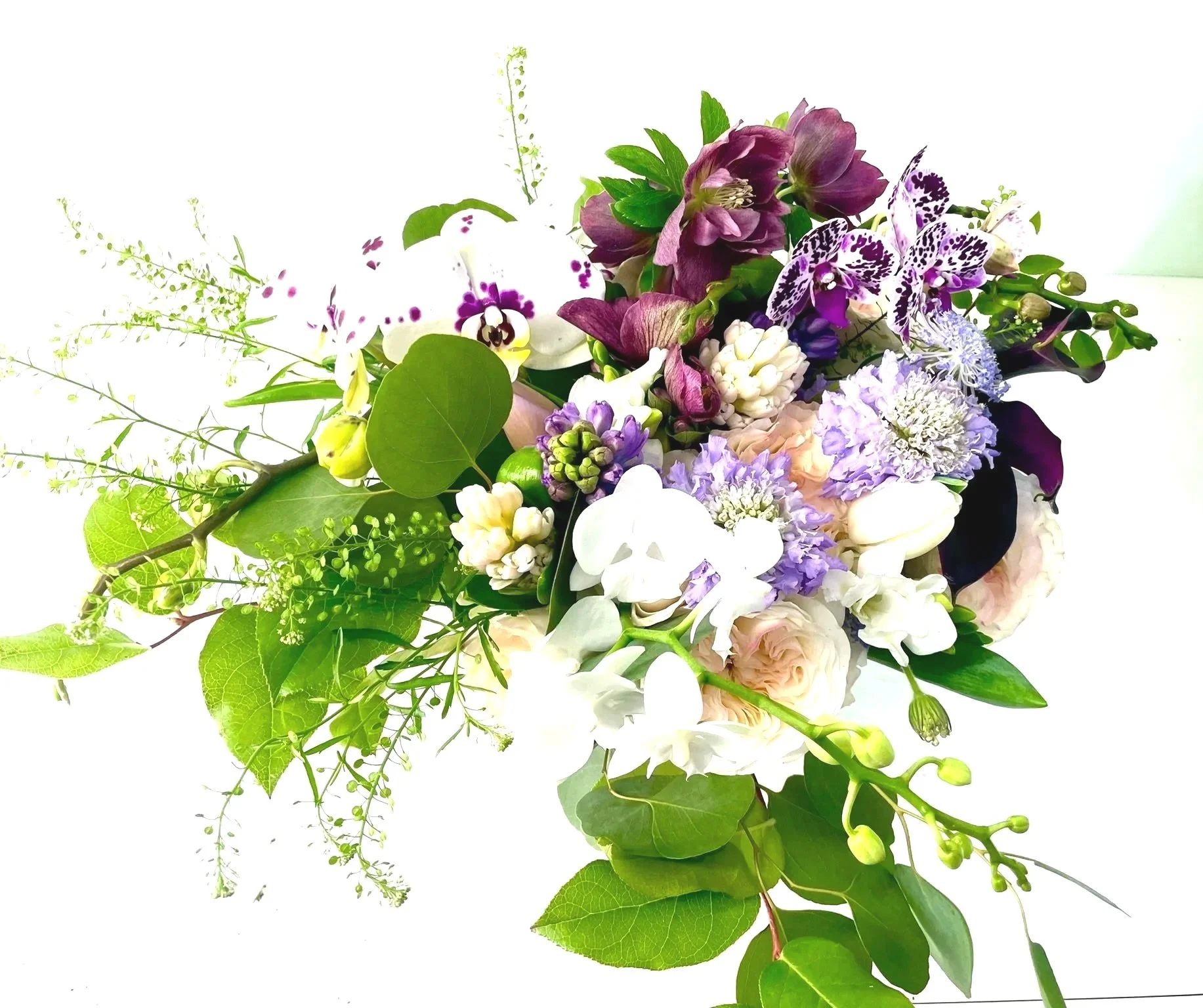 Shiori - Purple Gentle Note