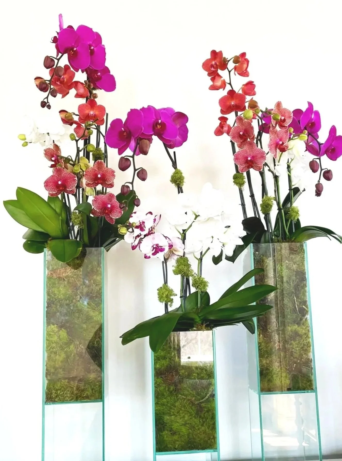 Haru Ran - Sculptural Spring Orchid 