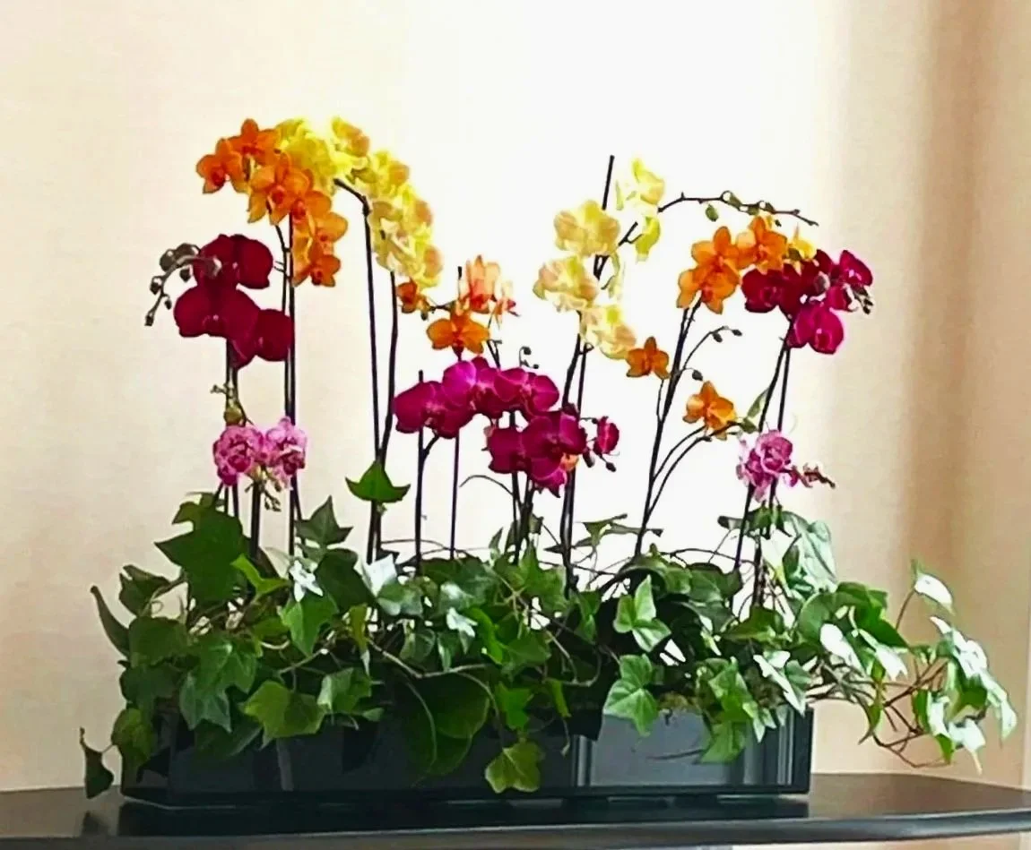 Ran no Hana - Orchid Presence