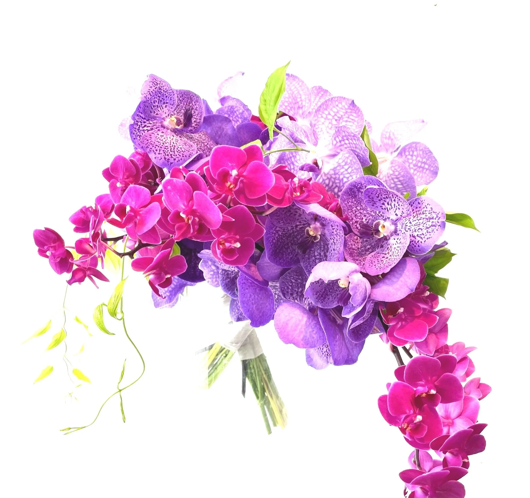 Natsuiro - Colors of Summer