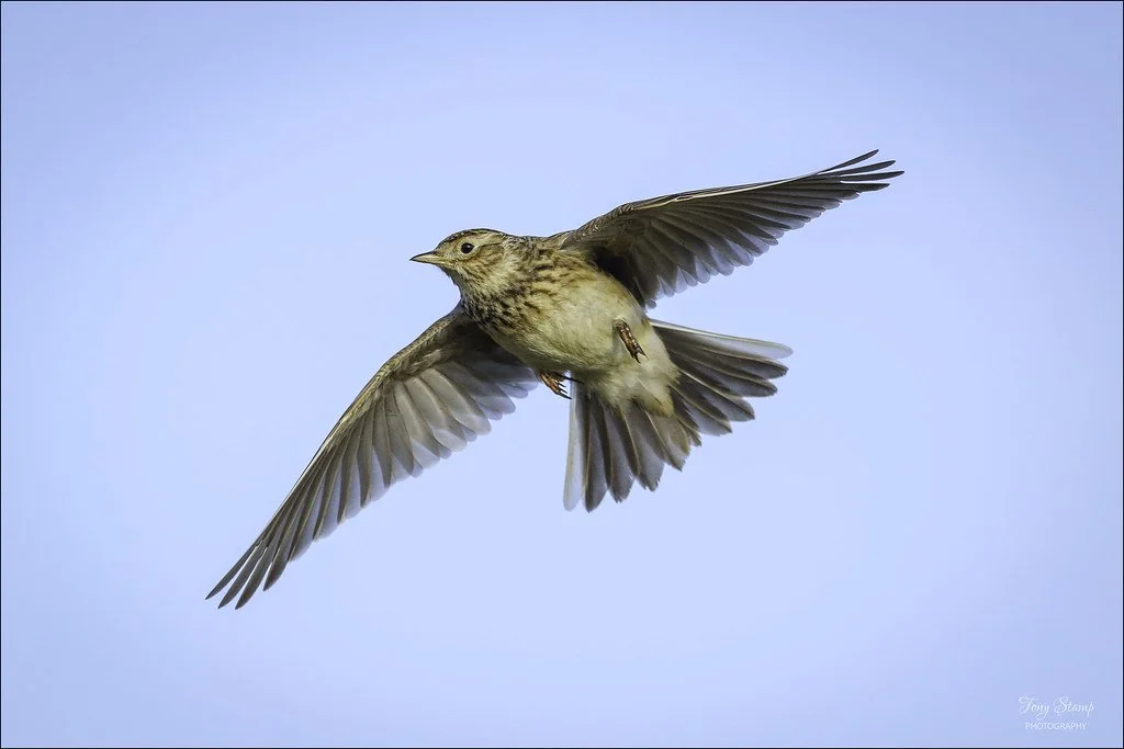Lark Ascending
