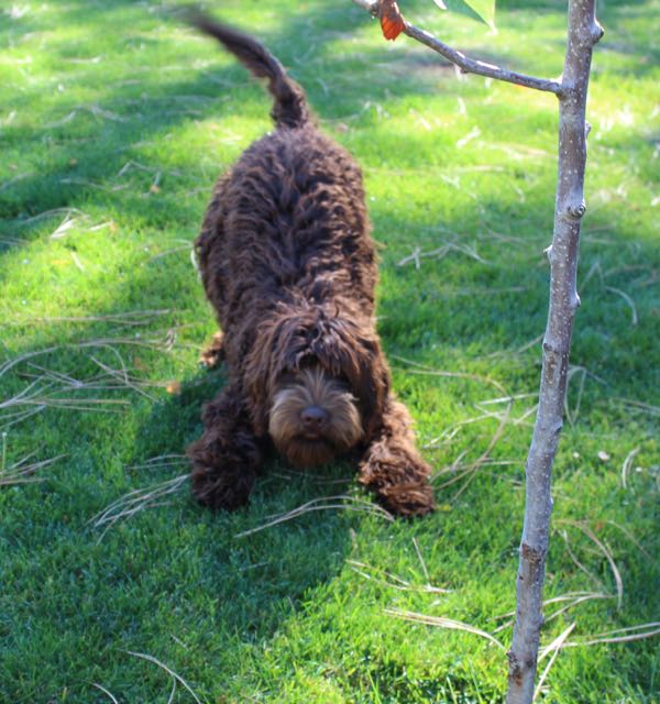 how big is a labradoodle