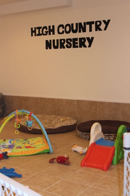 High Country Nursery the puppy play area!