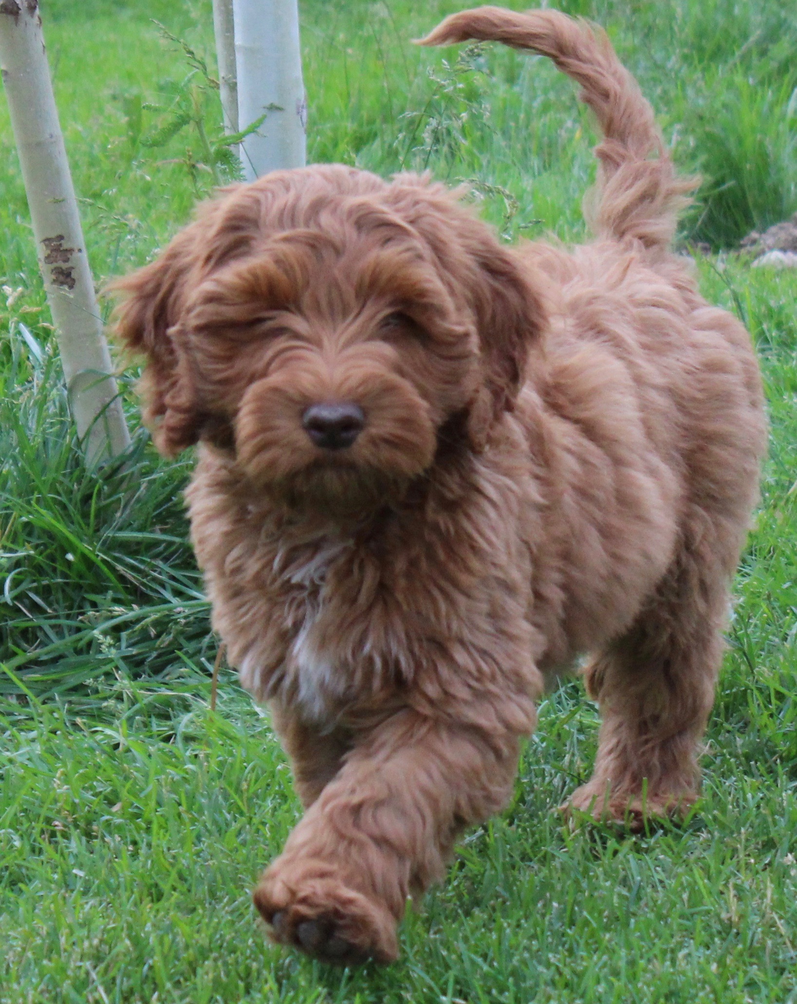 Anholdelse Post Flagermus High Country Australian Labradoodles