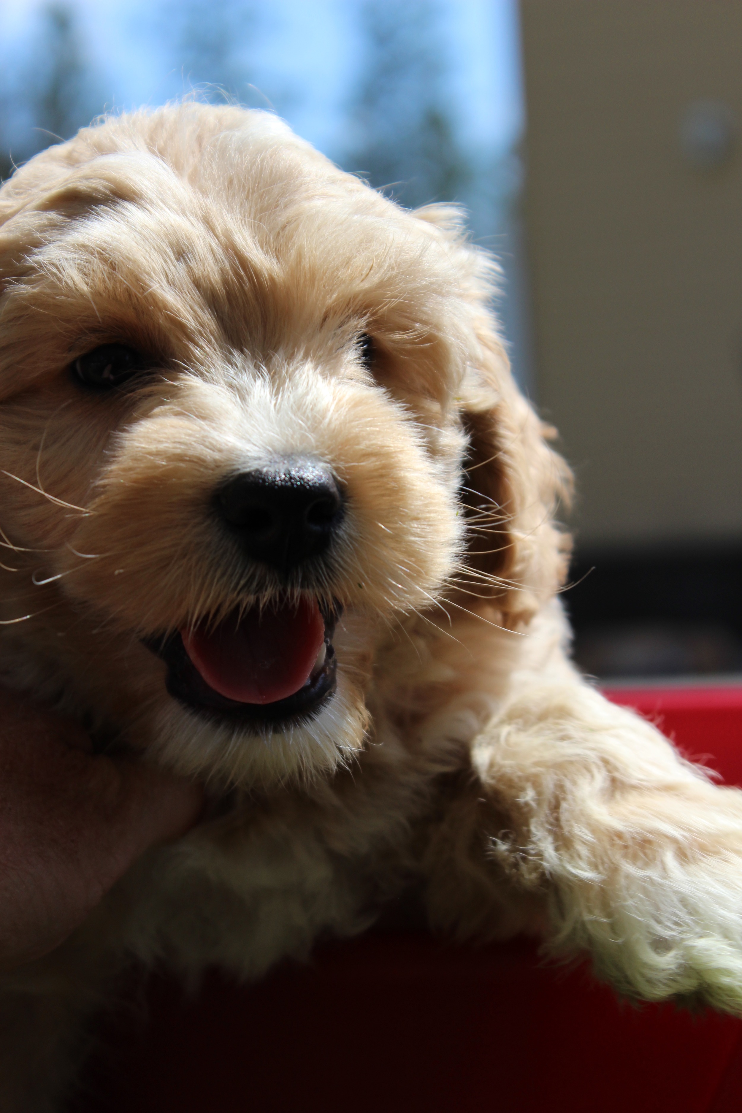High Country Australian Labradoodles