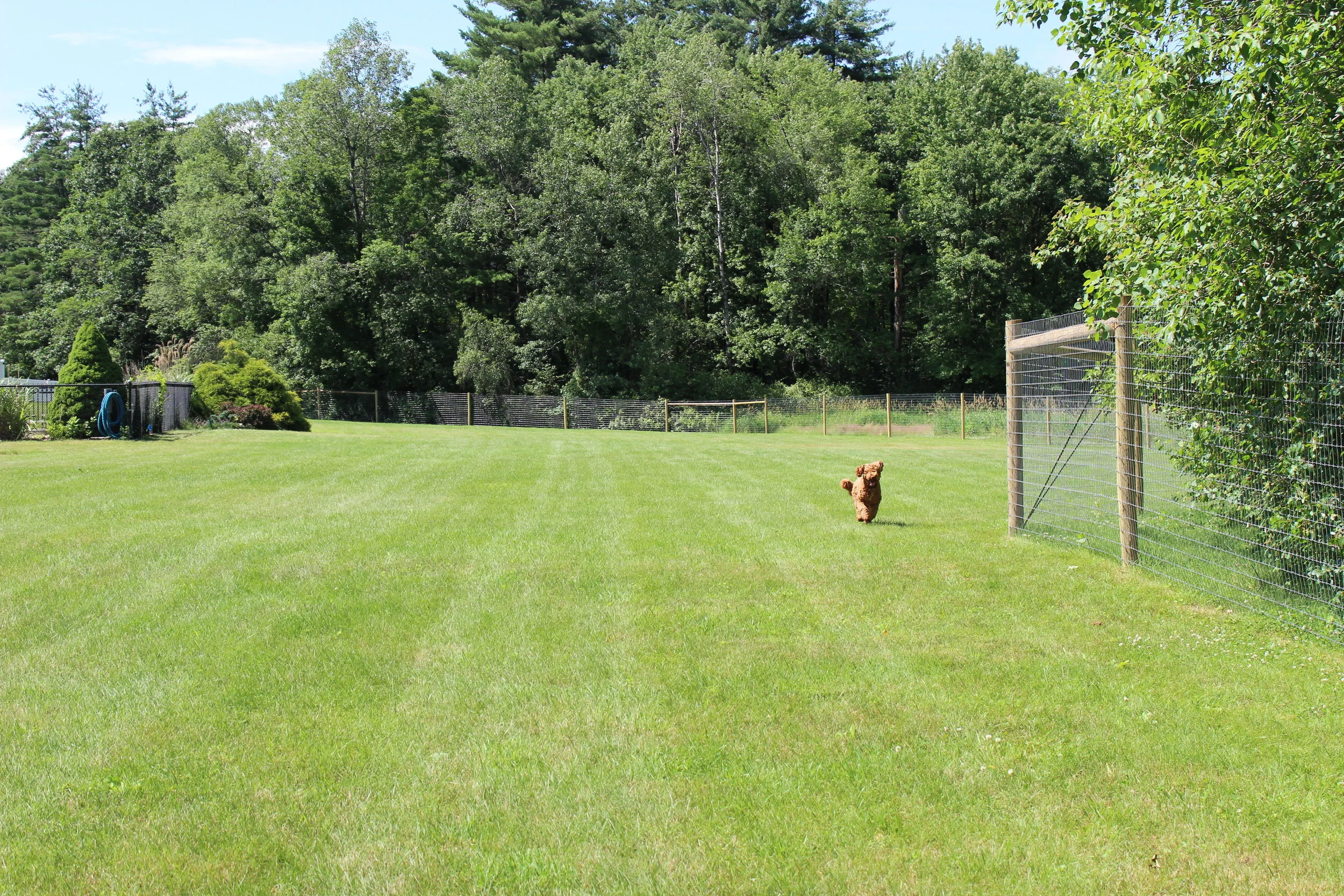 Our doodles love to play in their 3 acre yard!!