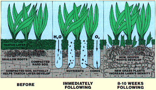  Core aeration is essential on your lawn maintenance because it allows oxygen, water and nutrients to flow freely into the root zone. This encourages healthy root growth and increases water and nutrient absorption, and reduces fertilizer run-off into our water supply. 