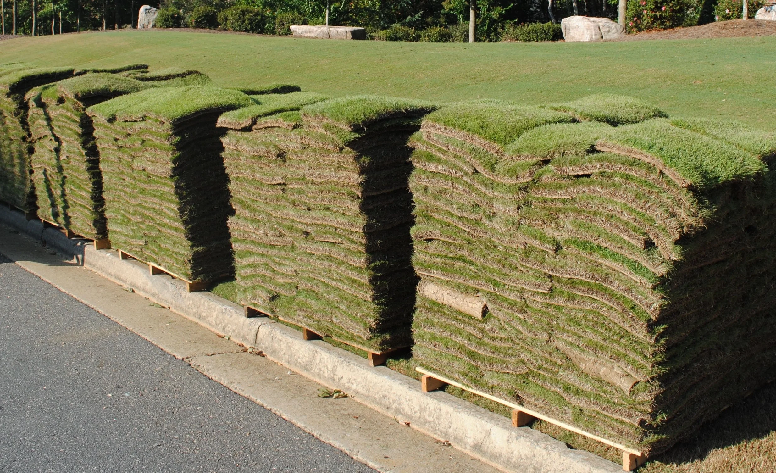 Is October a Good Time to Replace Your Lawn With New Sod in Tampa Bay and The Tri-County Area?
