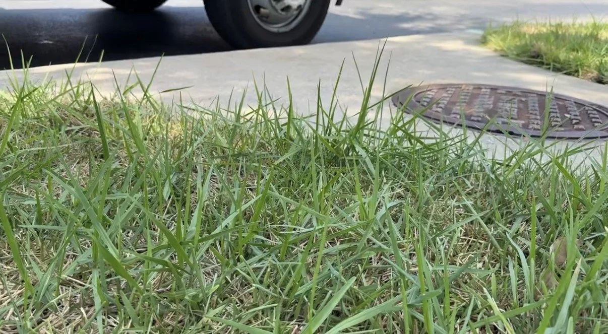 Torpedo Grass in Florida Lawns: Identification, Control, and Prevention in Tampa Bay