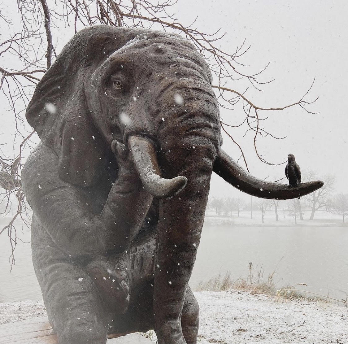 snow elephant.jpg