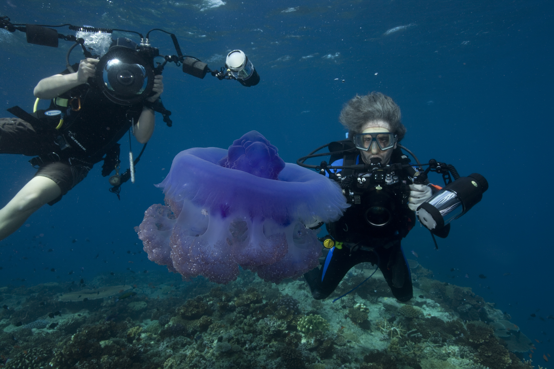 IMG_9246_Kline_jellyfish diver_large format.jpg