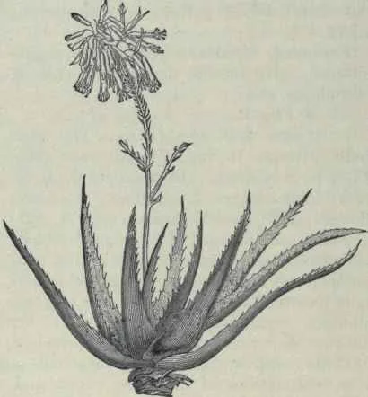 Free-and-Native_Vintage_Aloe_Vera_Sketch.jpg