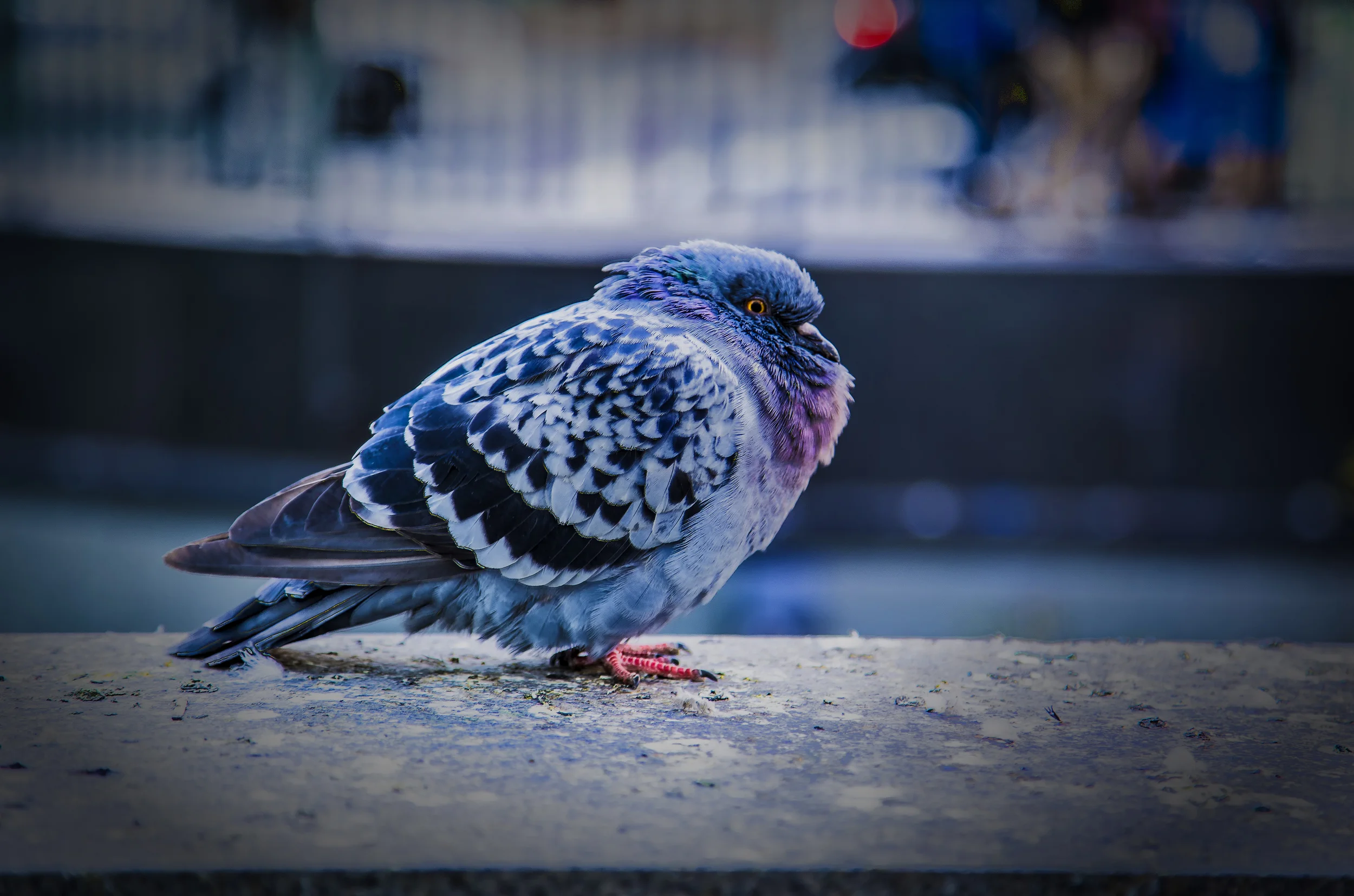 Pigeon_HDR2.jpg