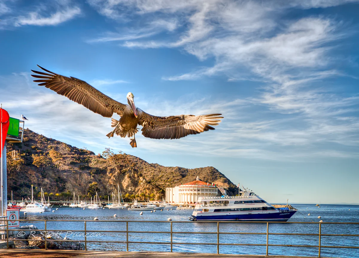 catalina-island-california-pelican.jpg