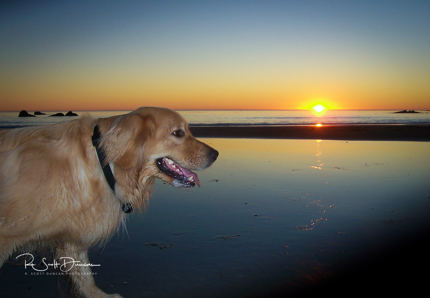 golden-retriever-dog-logan-california-beach