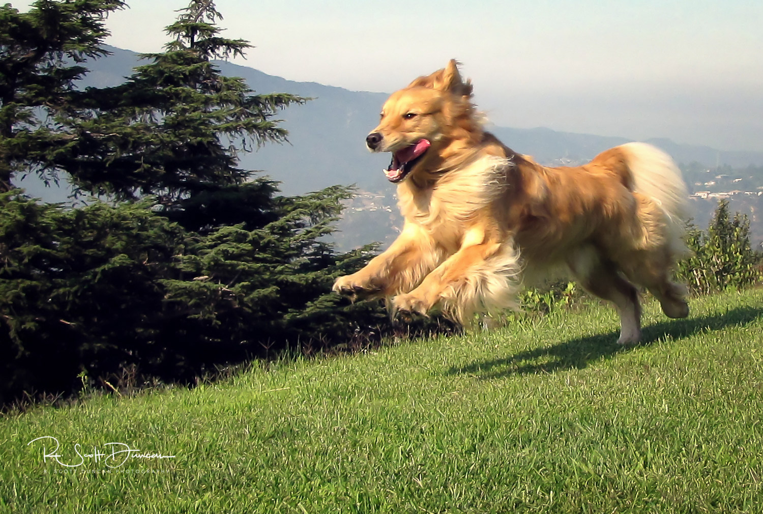 golden-retriever-dog-logan-california-park