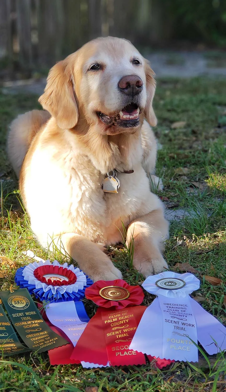 Julia-AKC-Scent-Work-obedience-club-palm-beach-florida--web.jpg