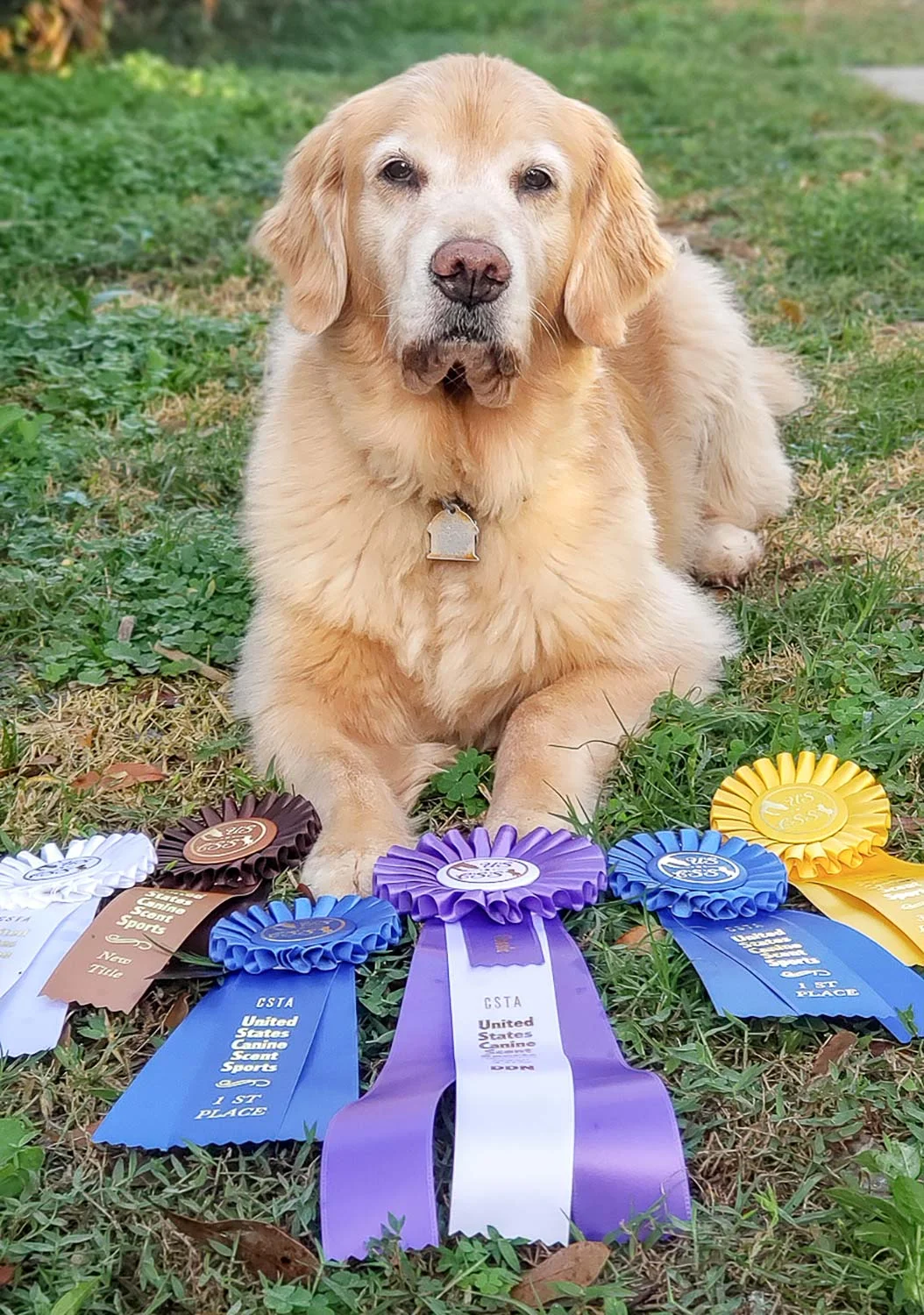 USCSS-Scent-Work-Trial-Cocoa-Beach-Florida---Julia-Golden-Retriever-web.jpg