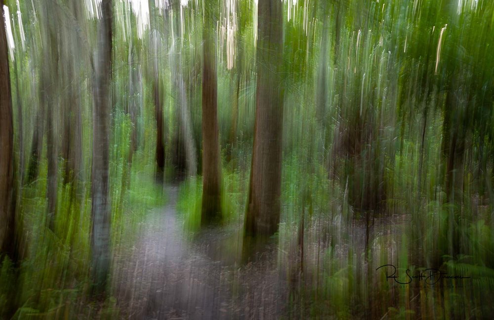 nature-trail-art-abstract-photo.jpg