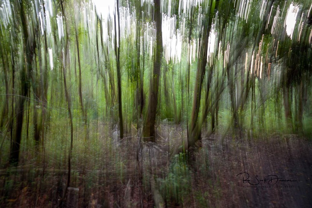 deep-forest-woods-abstract-photo.jpg